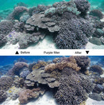 45米防水外殼保護套 + 觸控螢幕背蓋，適用於GoPro NEW HERO /HERO6 /5，附扣環基本固定座及螺絲及（紫色、紅色、粉色）濾鏡，無需拆鏡頭，觸控螢幕 + 濾鏡（透明）