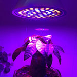 20W 60顆LED植物生長燈泡，E27，E14