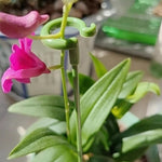 10個植物盆栽花形支撐杆固定防倒葉片護框，17厘米，27厘米，37厘米，48厘米，58厘米