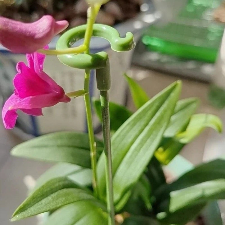 10個植物盆栽花形支撐杆固定防倒葉片護框，17厘米，27厘米，37厘米，48厘米，58厘米