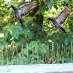 5個/套鳥類驅趕器50厘米不銹鋼釘鳥刺SK411，5個
