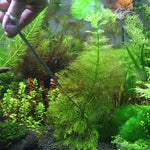 3 合 1 不鏽鋼剪刀、鑷子和夾子，樹植物草迷你水族箱魚缸景觀修剪工具，3 件組