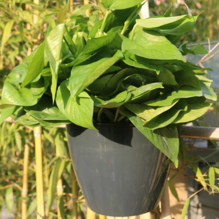 自動澆水花盆 懶人種植花盆 壁掛圓形樹脂塑料花盆，尺寸：13x8.5x13cm，尺寸：13x8.5x13cm