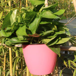 自動澆水花盆 懶人種植花盆 壁掛圓形樹脂塑料花盆，尺寸：13x8.5x13cm，尺寸：13x8.5x13cm