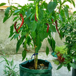 6口袋26L / 7加侖無紡布草莓種植袋，尺寸：30X35cm，尺寸：30X35cm