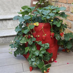 6口袋26L / 7加侖無紡布草莓種植袋，尺寸：30X35cm，尺寸：30X35cm