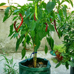6口袋26L / 7加侖無紡布草莓種植袋，尺寸：30X35cm，尺寸：30X35cm