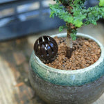 10 個盆栽工具園藝產品園藝工具盆栽肥料盒，大號尺寸：5.5*4*4cm，尺寸：L 5.5*4*4cm，綠色