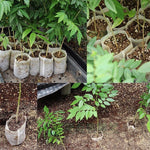 100個/包 苗圃盆苗木培育袋 環保無紡布苗圃袋，1000個苗圃袋
