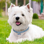閃亮水鑽狗項圈水晶幼犬吉娃娃寵物狗項圈牽引繩適用小型犬寵物配件，L，M，S