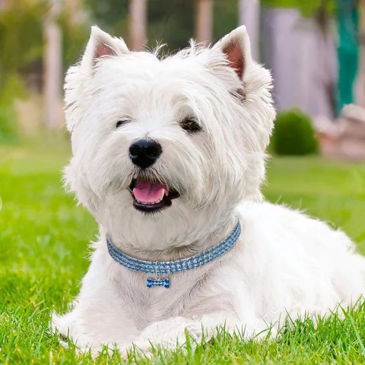 閃亮水鑽狗項圈水晶幼犬吉娃娃寵物狗項圈牽引繩適用小型犬寵物配件，L，M，S