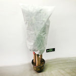 2個植物防凍罩秋冬防寒樹罩無紡布植物防凍袋，0.8mx1.2m，0.6mx0.8m，1.2x1.8m，0.8mx1m