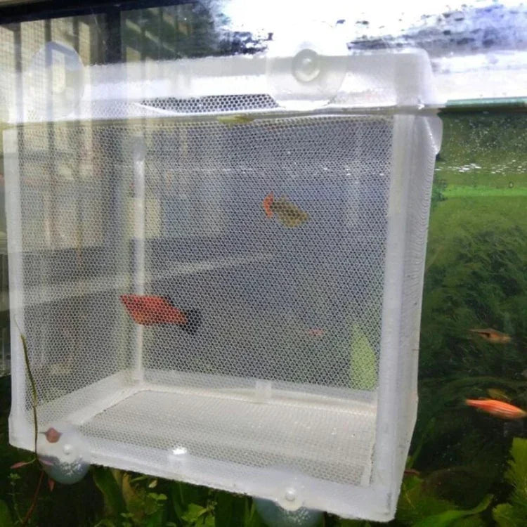 小型水族箱孵化器小魚隔離盒網熱帶魚繁殖盒，無隔板
