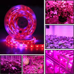 5米 300顆LED SMD 5050 全光譜LED燈帶 Fitolampy 溫室水培植物生長燈，防水