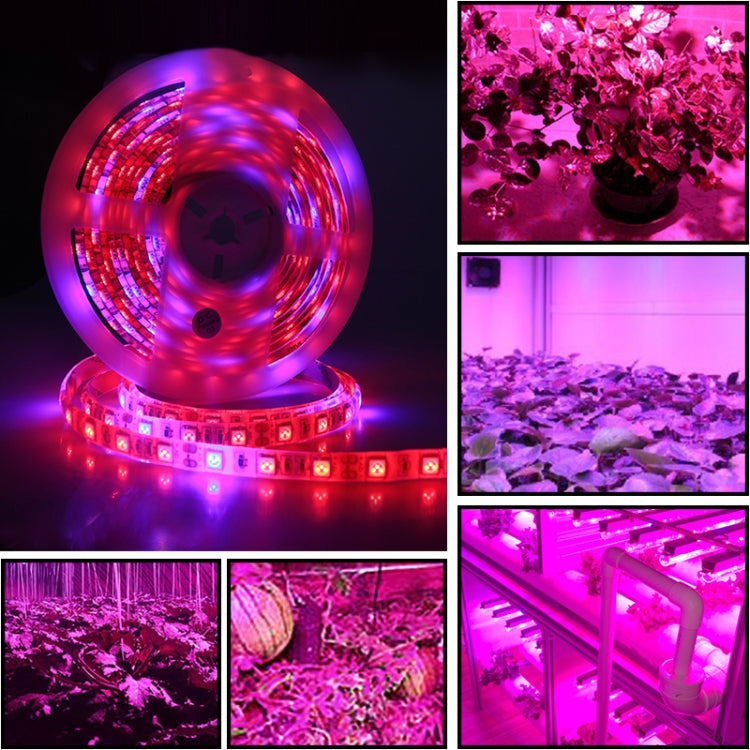 5米 300顆LED SMD 5050 全光譜LED燈帶 Fitolampy 溫室水培植物生長燈，防水