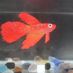 夜燈仿真魚缸裝飾環保矽膠彩色魚，1紅鬥魚，2棕鬥魚，3藍鬥魚，4藍金魚，5紅金魚，6棕金魚