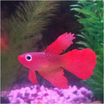 夜燈仿真魚缸裝飾環保矽膠彩色魚，1紅鬥魚，2棕鬥魚，3藍鬥魚，4藍金魚，5紅金魚，6棕金魚