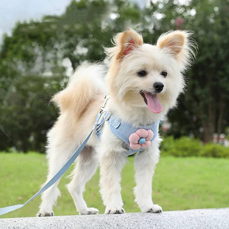 寵物幼犬狗牽引背心泰迪胸帶鏈狗散步牽引繩，S，M，L，XL