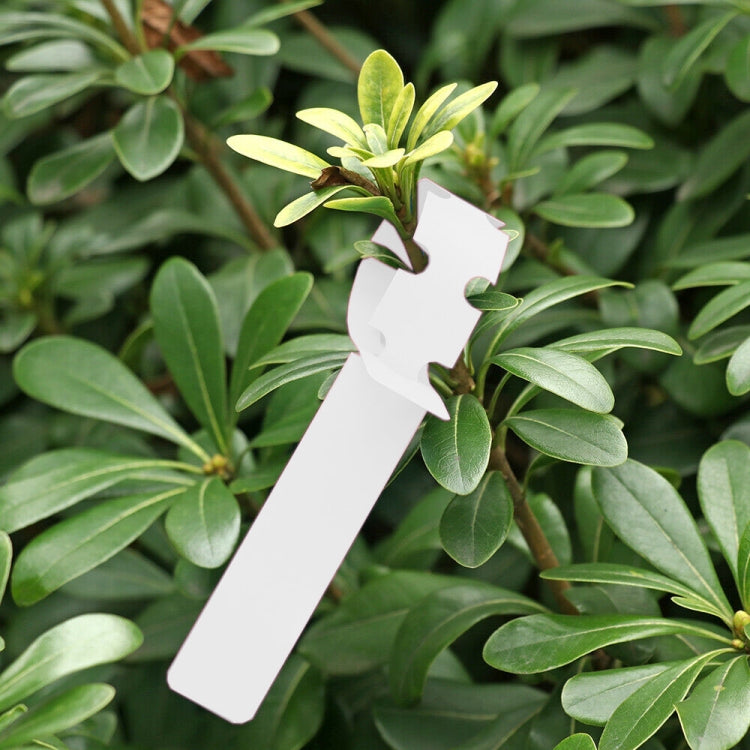 100片園藝植物幼苗種子懸掛樹標籤，植物標籤5黃色，植物標籤5綠色，植物標籤5藍色，植物標籤5紅色，植物標籤5白色，植物標籤5粉色